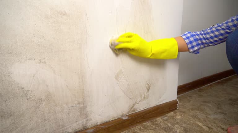 Best Basement Mold Removal  in Sun Prairie, MT